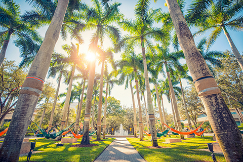 Campus shot with trees shining through the palm trees.