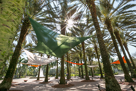 An image of hammocks hanging between trees on the University of Miami Coral Gables campus.